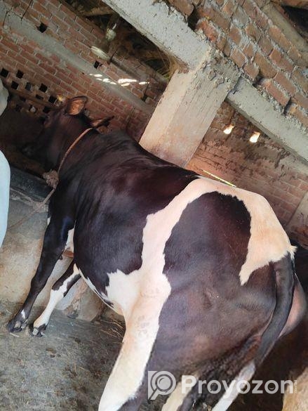 ৫ মাসের গাভ গরু বিক্রি হবে