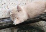pure persian 03 months old 2 male kitten