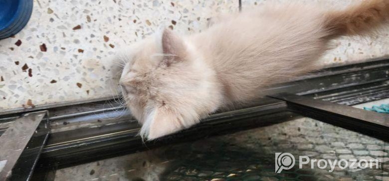 pure persian 03 months old 2 male kitten