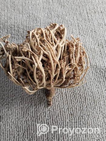 Mariam Flower Original