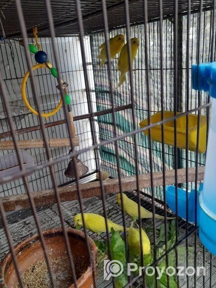 বাজরিগার লুটিনো রানিং জোড়া ও তিনটি বাচ্চা