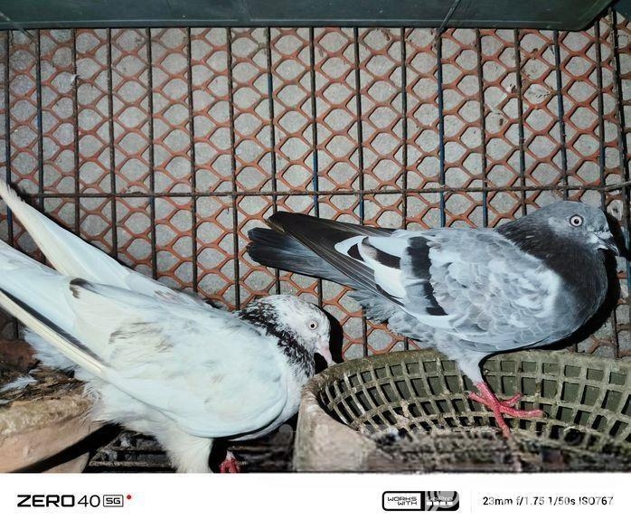 কবুতর বিক্রয়