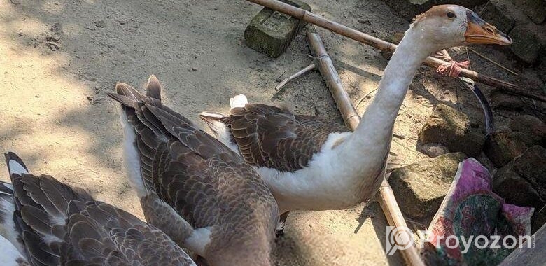 রাজহাঁস বিক্রি করা হবে।