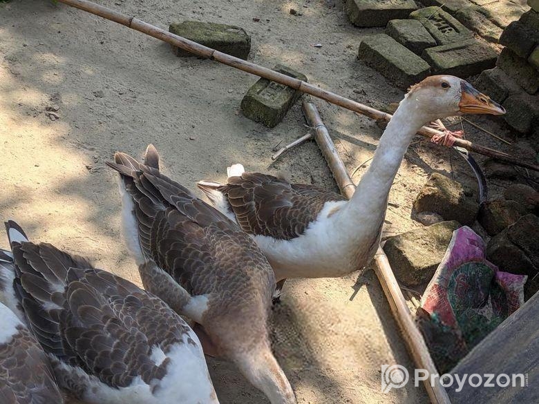 রাজহাঁস বিক্রি করা হবে।