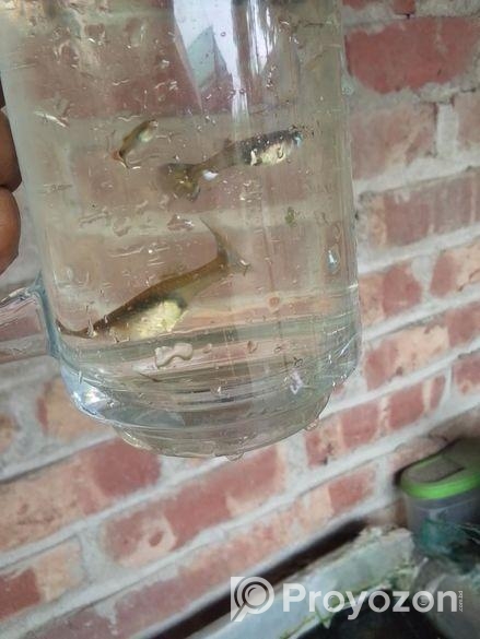 গাপ্পি মাছ