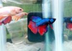 Betta fish baby