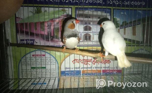 ফিন্স পাখি