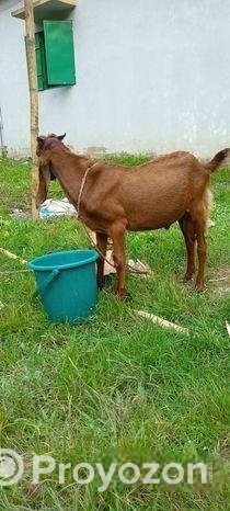 বিটোল পাঠা