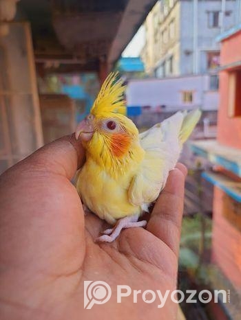 লোটিনো ককাটেল বেবি