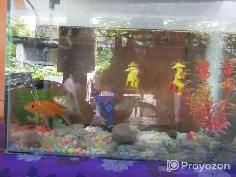 মাছের একুরিয়াম বিক্রি হবে