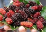 মালবেরি ফল সহ Mulberry plant