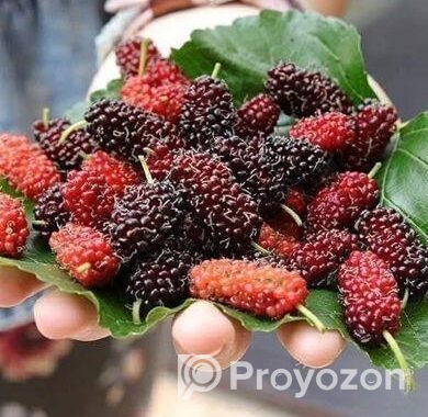মালবেরি ফল সহ Mulberry plant