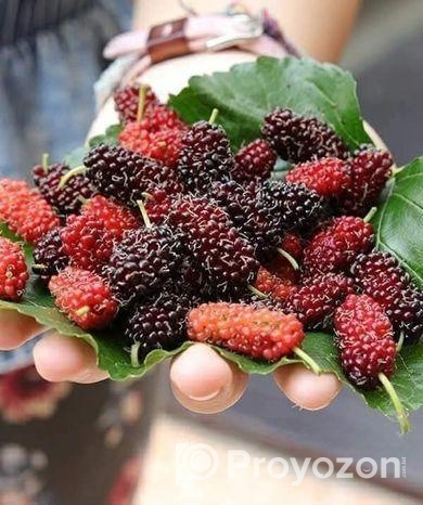 মালবেরি ফল সহ Mulberry plant