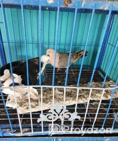 ভালো কিছু কবুতর বিক্রি হবে।