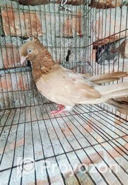 নর কবুতর