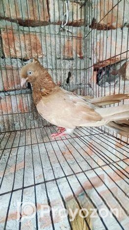 নর কবুতর