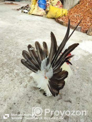 জাপানিজ বেন্থাম ব্ল্যাকটেল শো কোয়ালিটি মেইল