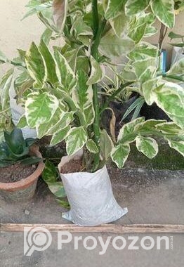 ইন্ডোর প্লান্ট