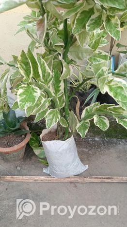 ইন্ডোর প্লান্ট