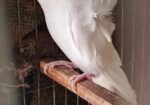 Jp White Df Female