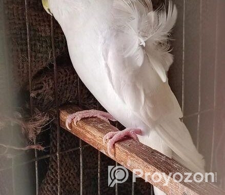 Jp White Df Female