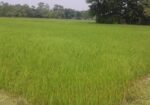 Land Sale