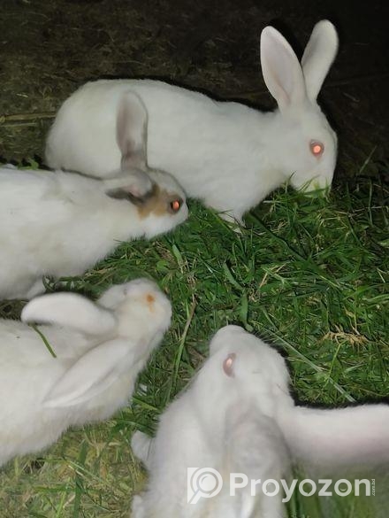 খরগোশ বিক্রি