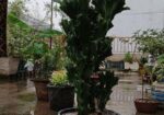 কম যত্নে বড় হওয়া গাছ – Euphorbia Trigona