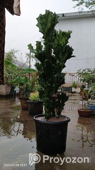 কম যত্নে বড় হওয়া গাছ – Euphorbia Trigona