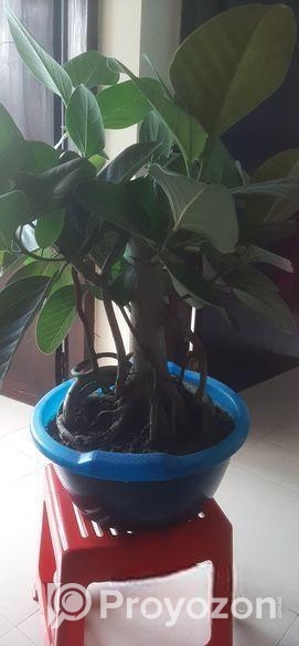 কাঠালি বট গাছ