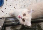 pure persian 03 months old 2 male kitten