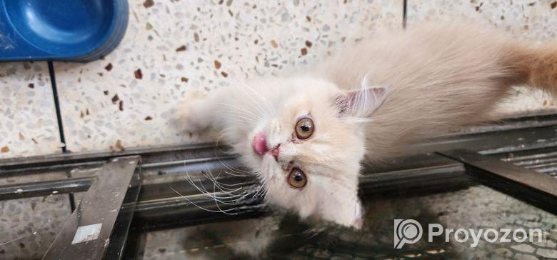pure persian 03 months old 2 male kitten