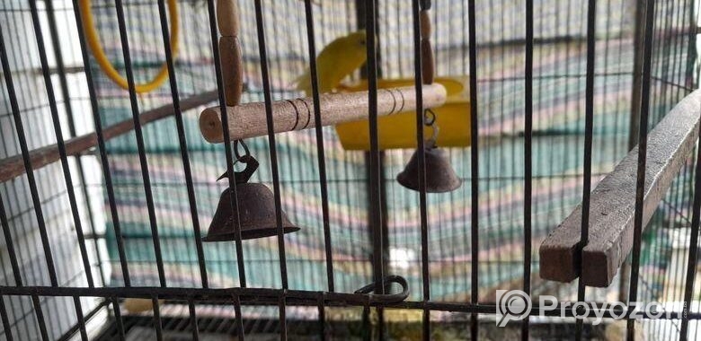 বাজরিগার লুটিনো রানিং জোড়া ও তিনটি বাচ্চা