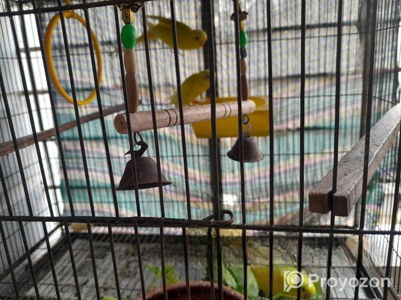 বাজরিগার লুটিনো রানিং জোড়া ও তিনটি বাচ্চা