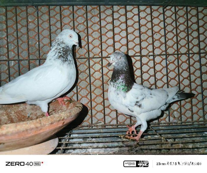 কবুতর বিক্রয়