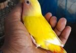 হেন্ডফিডিং সাইজ লাভবার্ড