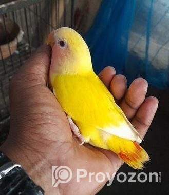 হেন্ডফিডিং সাইজ লাভবার্ড