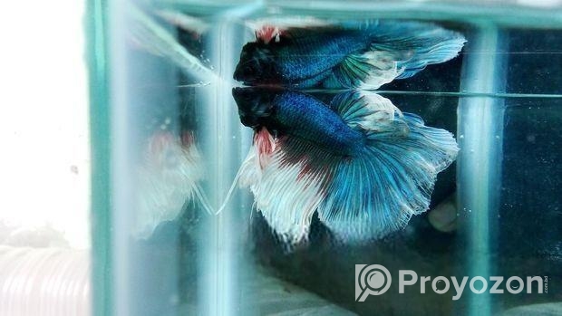 Betta fish baby