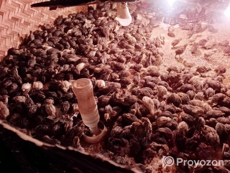 বিভিন্ন বয়সের কোয়েল পাখি বিক্রি করা হবে