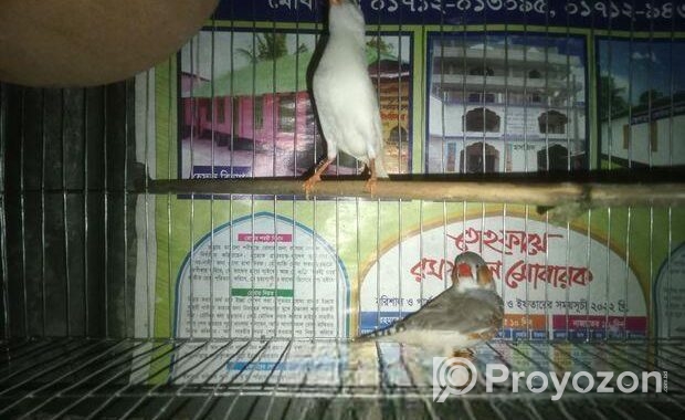 ফিন্স পাখি