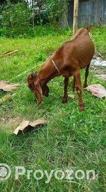 বিটোল পাঠা