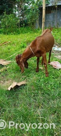 বিটোল পাঠা