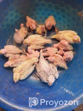 লোটিনো ককাটেল বেবি