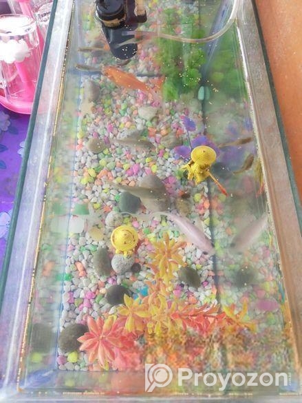 মাছের একুরিয়াম বিক্রি হবে