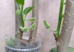 মালবেরি ফল সহ Mulberry plant