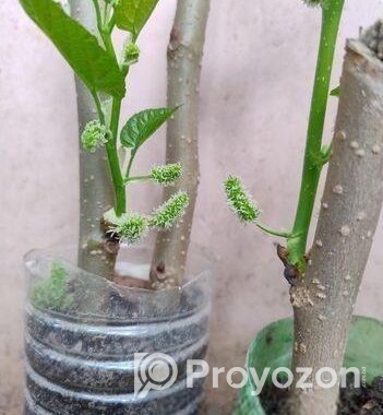 মালবেরি ফল সহ Mulberry plant