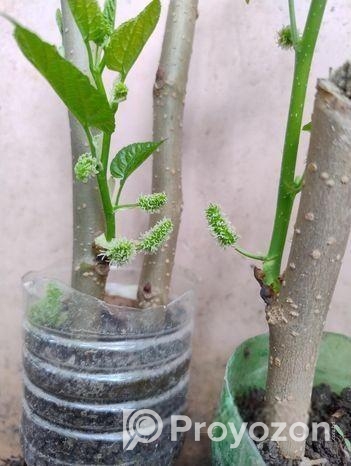 মালবেরি ফল সহ Mulberry plant