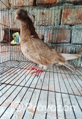 নর কবুতর