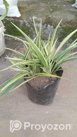 ইন্ডোর প্লান্ট