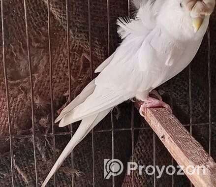 Jp White Df Female